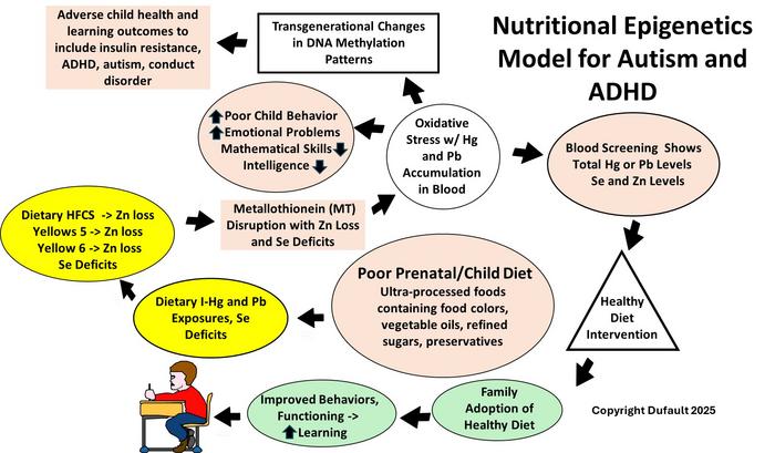 Low Res Nutritional Epigenetics Modle for Autism and ADHD